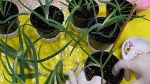 Пересадка, размножение алое