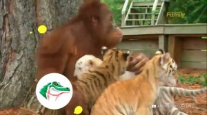 Посмотрите, Что Бывают, Когда Животные Воспитывают Чужих Детенышей