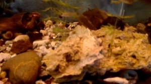 #Аквариум#Креветки Вишни или Черри.#