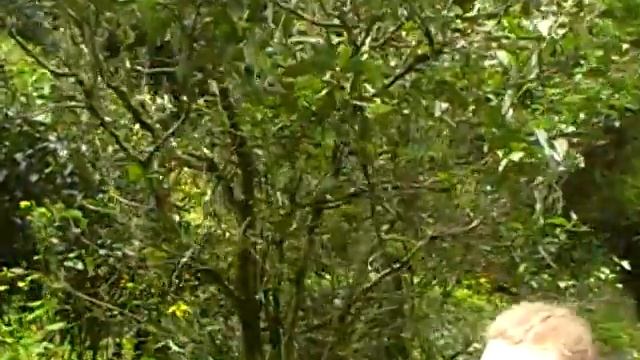 Samovar горы УИ ча е шу Камелия Японика смотреть онлайн