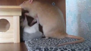 Взрослый крыс воспитывает крысенка