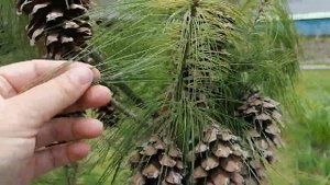 длиннохвойная сосна и шишки