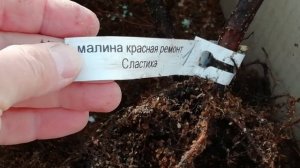 Малина СЛАСТИХА И КОНЁК ГОРБУНОК у нас