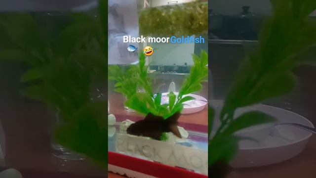 black moor goldfish with bubble eye смотреть онлайн
