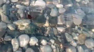 жук плавунец в черном море