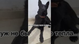 стих до слез ?про собаку...