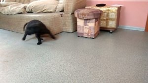 Щенки лабрадора черного окраса, продажа.