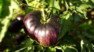 ТОМАТЫ НОВИНКИ ИЗ СЕРИИ ЗВЁЗДНЫХ ИСТРЕБИТЕЛЕЙ!