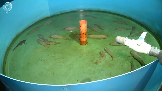 Житель Академгородка поймал и зажарил редкую африканскую рыбу смотреть онлайн