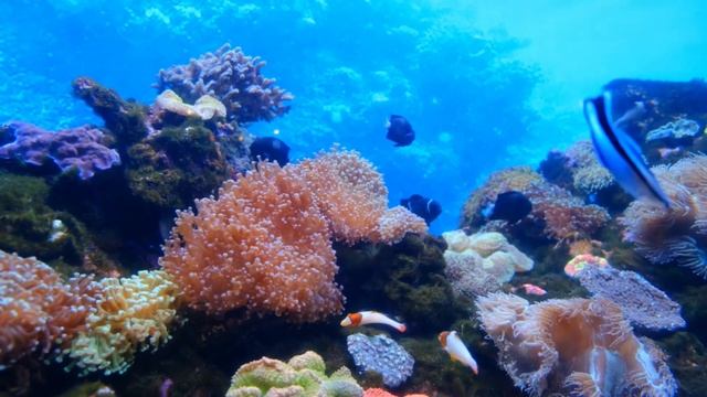 Музыка  от бессонницы  для здорового крепкого сна, расслабляющая и успокаивающая, лечебная