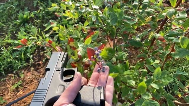 Блог садовода #5 Охрана поля 2021 смотреть онлайн