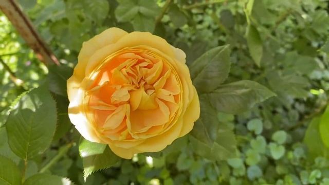 Розы Транквиллити, Голден Зест в жару! смотреть онлайн