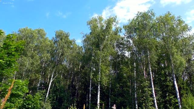 Шум ветра в летнем лесу.