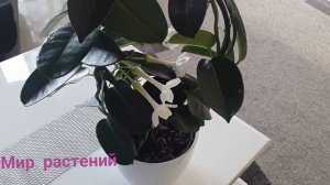 СТЕФАНОТИС. ОЧЕНЬ КРАСИВАЯ, АРОМАТНАЯ ЛИАНА. ВЕНОК НЕВЕСТЫ.