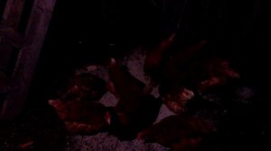 Куры-несушки. Для чего курам древесная зола?