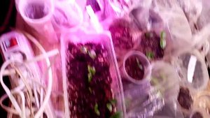 Какие цитрусы-  лимоны,кумкваты,мандарины  из косточки я посадила в этом году