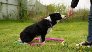 Дрессировка щенка. Первый урок. Команды сидеть-лежать-стоять(комплекс) из норматива ОКД для собак