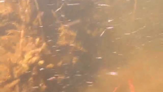 одноусый сом подводная охота клуб Тритон Кемерово смотреть онлайн