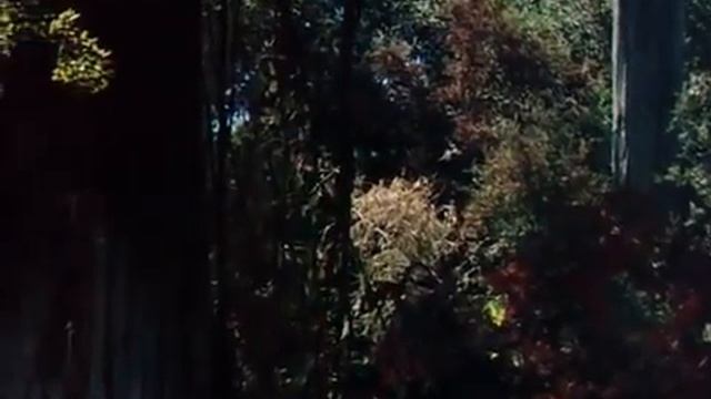 Книга Джунглей. Сказка для всей семьи. смотреть онлайн