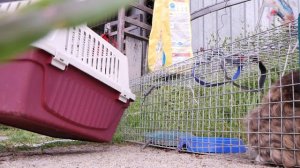 Котоловка. Как пересадить дикую кошку с котоловки в переноску🐾