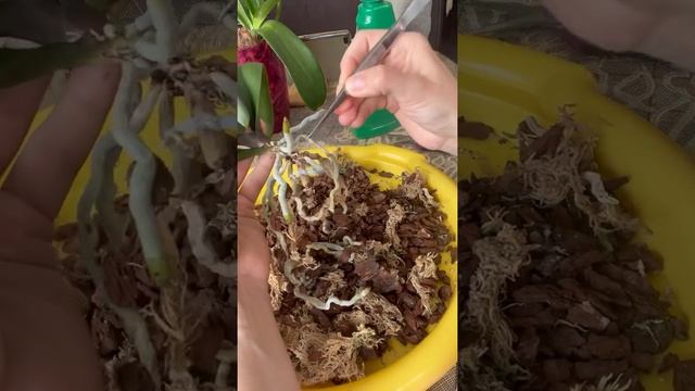 Когда все должно быть по фэн-шуй. Пересадка Орхидеи 25