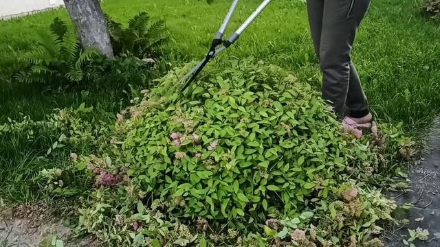 Обрезка спиреи GOLD MOUNT смотреть онлайн