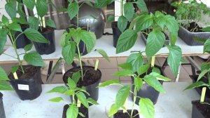 Сладкий перец в большом и малом объёме грунта. Наглядная разница в развитии.