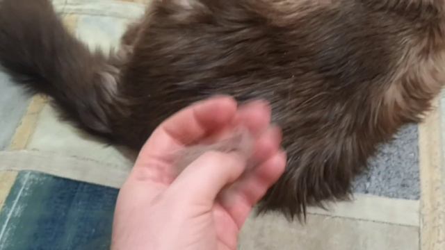 Перчатка для котиков. смотреть онлайн