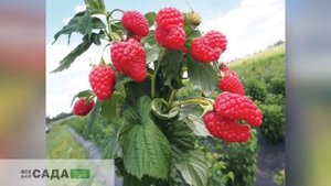 ОБЗОР СОРТА МАЛИНЫ ИЗОБИЛЬНАЯ КАЗАКОВА