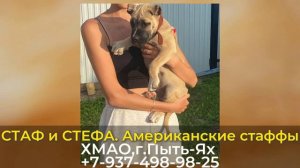 Пропали собаки! СТАФ и СТЕФА.Американские стаффы. ХМАО. г.Пыть-Ях