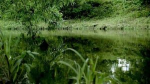 ФУТАЖ Озеро - Footage The Lake