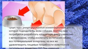 Как лечить пищевую аллергию у собак