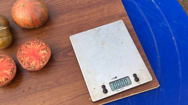 My Dark Queen tomato смотреть онлайн