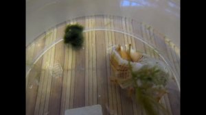 для начинающих креветководов: растение,корм для креветок