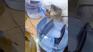 Вихревой реактор  плазмы для огорода