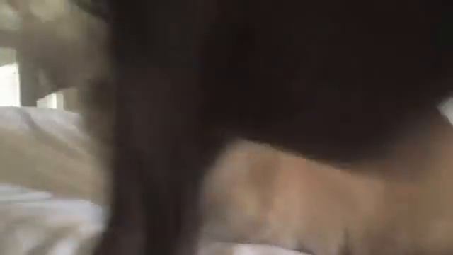 Interspecies Mating.... Starring Spencer the Chinese Crested & Dreyfus the Scottish Fold Munchkin смотреть онлайн