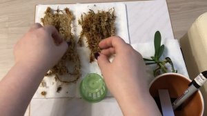 Новая орхидея из Азии SEDIREA JAPONICA. Посадка на моховую кочку. Немного о растении.