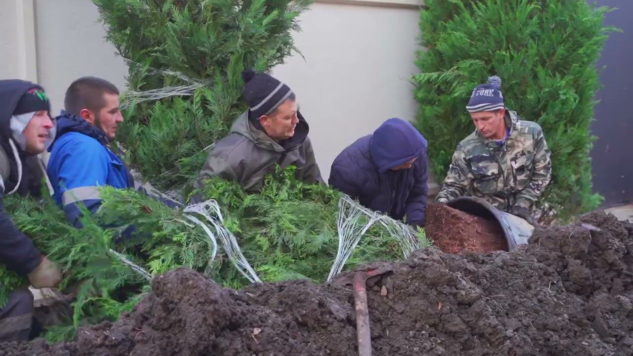 Высадка крупномеров