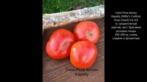 Томаты   гномы