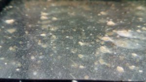 Икра данио на второй день после нереста.