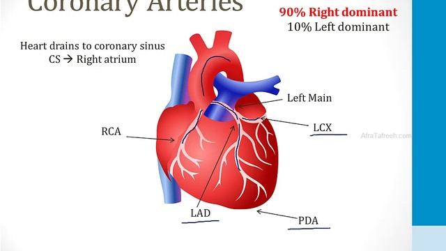 Кардиология USMLE - 1. Анатомия и физиология - 1.Анатомия сердца