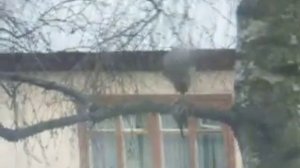Сокол ест воробья.
