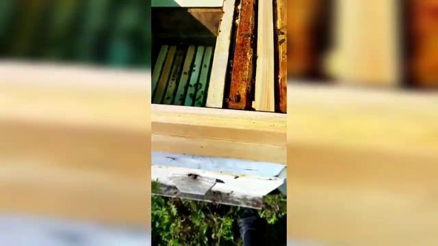 В Лысогорском районе после обработки полей стали массово гибнуть пчелы смотреть онлайн