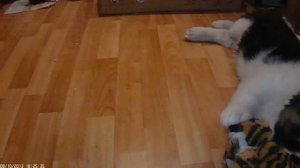 Московская сторожевая. Щенок московской сторожевой полтора месяца