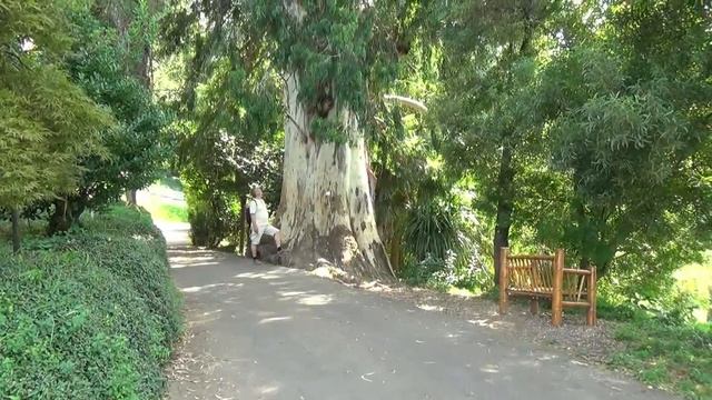 Прогулка парками, Батуми, Ботанический сад смотреть онлайн