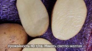 Сорт картофеля Аризона. Potato seeds Arizona.