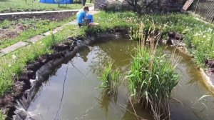 пруд на даче с карасями