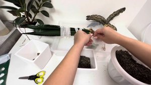 Решила попробовать новый минеральный субстрат / пересадка новинок и не только / #сансевиерия #санса