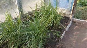 Чуфа - земляной орех.