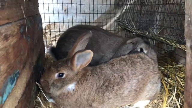 Случка кроликов крольчиха фландр,а кроль баран 2021 смотрите смотреть онлайн